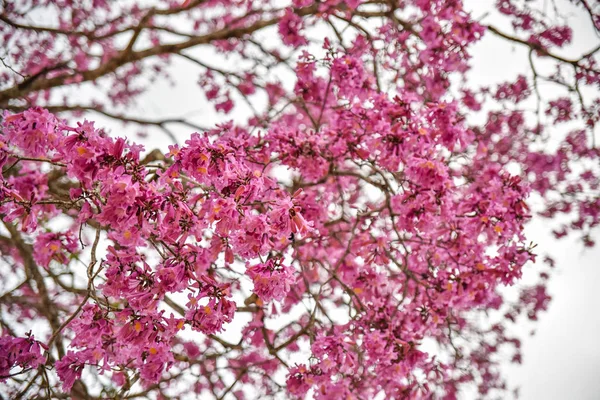 Malebný Pohled Třešňové Květy Růžovými Květy — Stock fotografie
