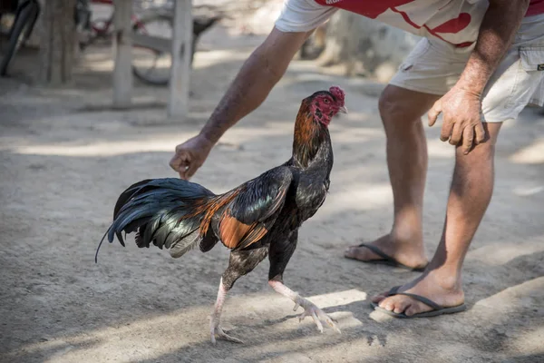 Fighting rooster loose with male hand