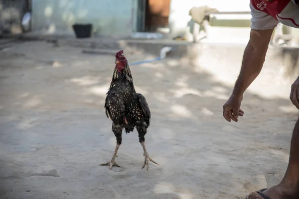 Fighting rooster loose with male hand