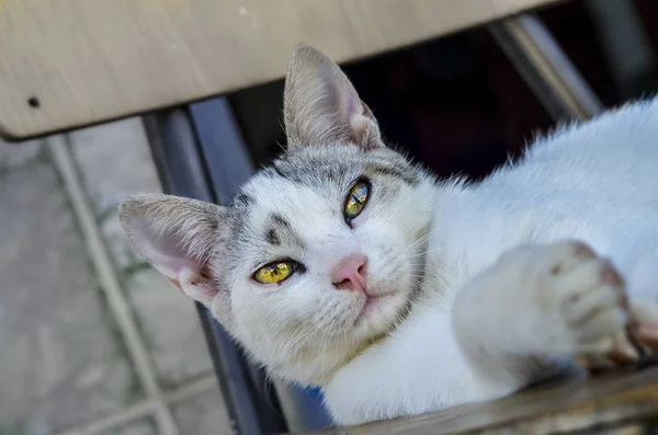 Вид Крупным Планом Домашнюю Кошку Красивыми Глазами — стоковое фото