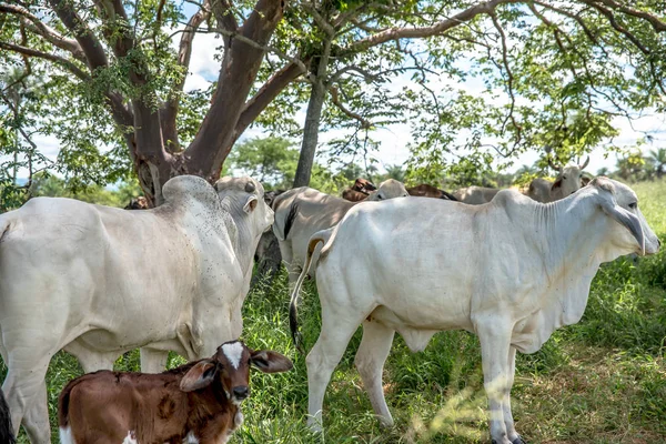 Scenic View Livestock Green Grass — Stock Photo, Image