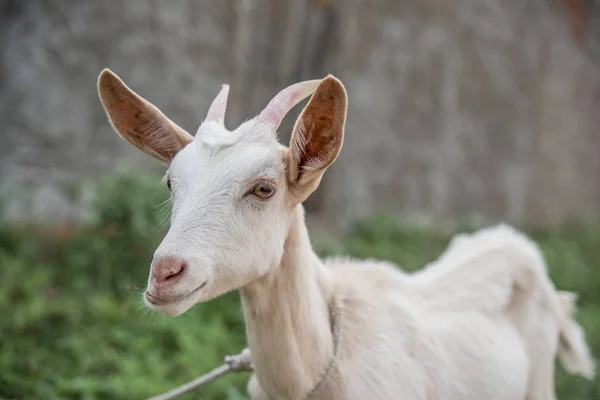 Detailní Pohled Bílou Kozu Farmě — Stock fotografie