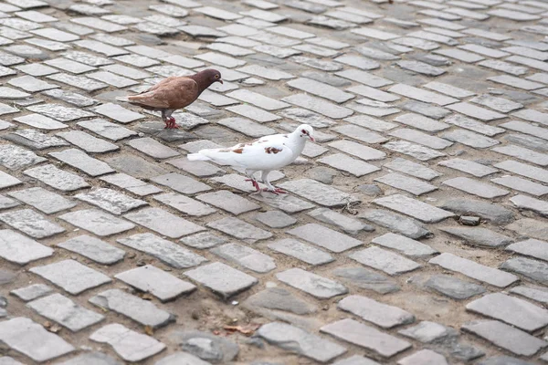 Closeup View Pigeons Walking Ground — Stock Photo, Image