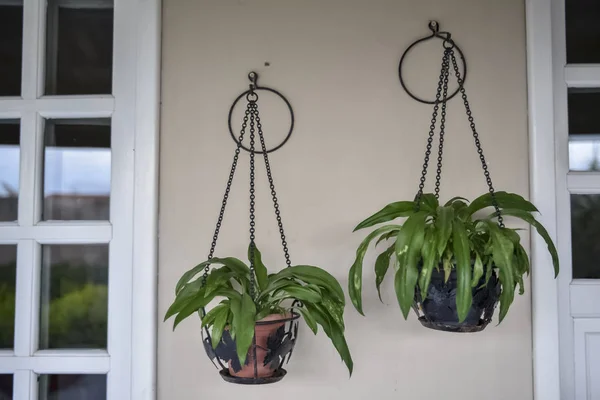 Arrangement Hanging Pots Green Decorative House Plants — Stock Photo, Image