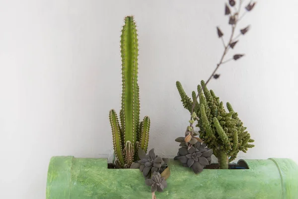 Widok Bliska Kaktusa Soczyste Rośliny Doniczkowe — Zdjęcie stockowe