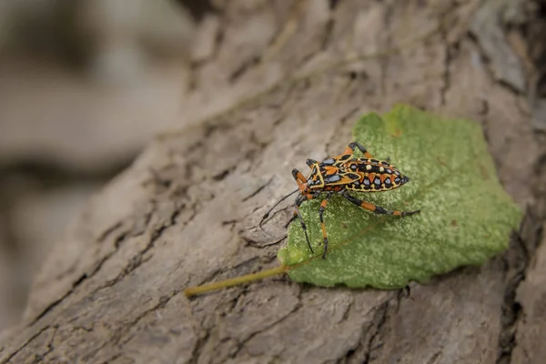 昆虫坐在树桩上的特写镜头 — 图库照片