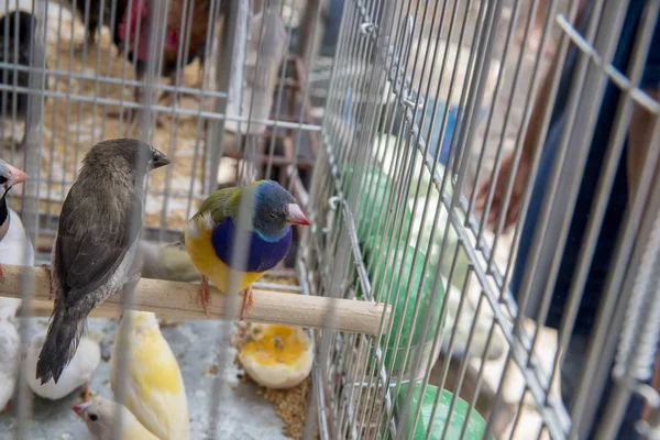 Vista Perto Gaiola Com Aves Mercado Justo — Fotografia de Stock