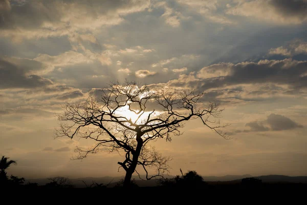 Schilderachtig Uitzicht Zonsondergang Met Boomsilhouet — Stockfoto