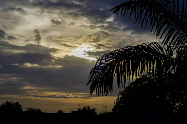 Schilderachtig Uitzicht Zonsopgang Van Dag Met Kokosbladeren — Stockfoto