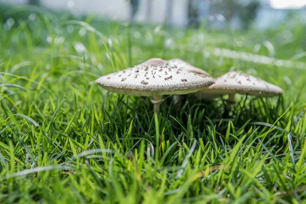 closeup view of Poisonous mushrooms in the lawn yard