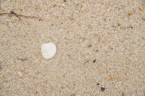 Vue Rapprochée Des Coquillages Sur Plage — Photo