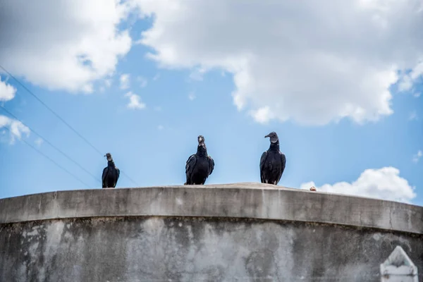 Tre Fåglar Sitter Staden Blå Himmel — Stockfoto