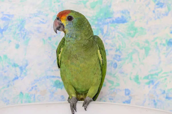 Closeup View Parrot Brazilian Fauna — Stock Photo, Image