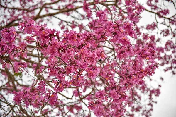 Pembe Çiçekli Kiraz Çiçeklerinin Manzarası — Stok fotoğraf