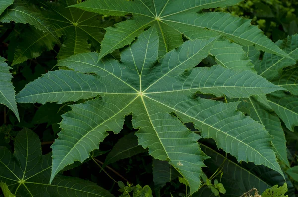 Vista Cerca Las Hojas Grandes Planta Ricino — Foto de Stock