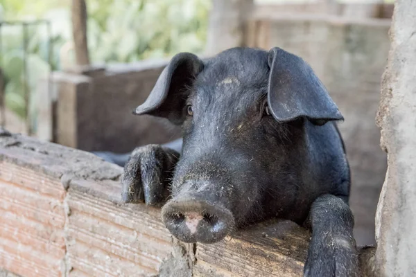 closeup view of cute pig in the farm.