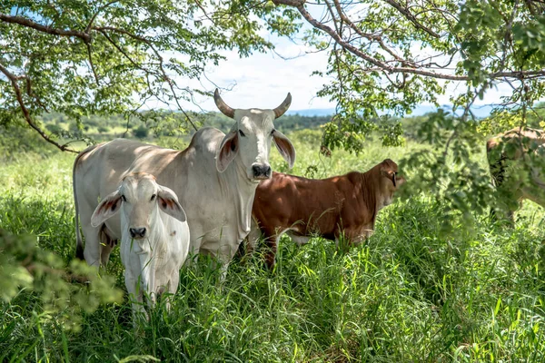 Scenic View Livestock Green Grass — Stock Photo, Image