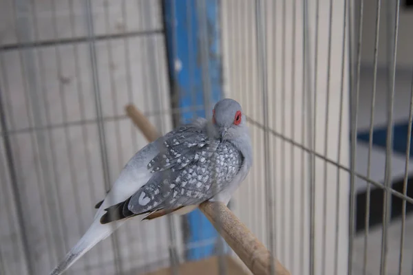 Vue Rapprochée Colombe Diamant Piégé Dans Cage Couple — Photo