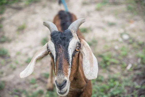 Nahaufnahme Der Braunen Ziege Gras — Stockfoto