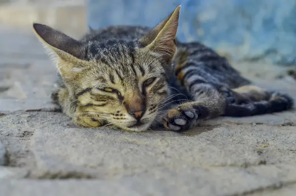 Closeup View Domestic Cat Beautiful Eyes — 스톡 사진