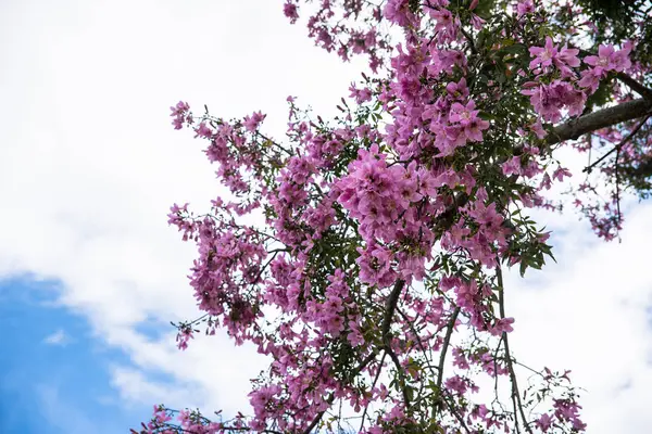 Malerischer Blick Auf Blühenden Baum Park — Stockfoto