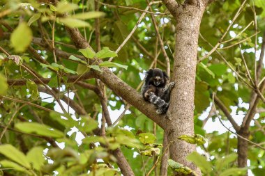 Ormandaki ağaçta oturan maymunun yakın plan görüntüsü. 