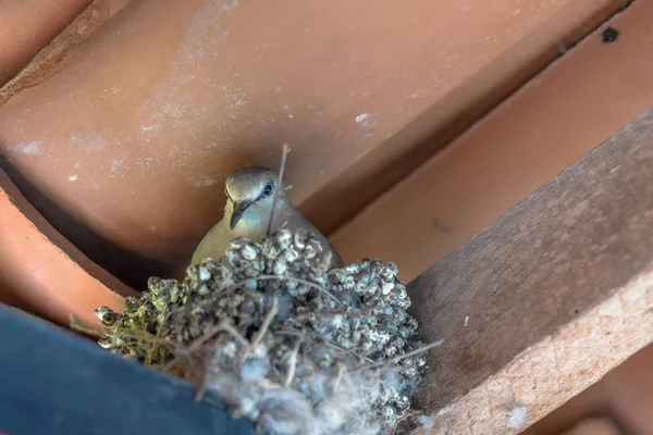 Closeup View Bird Sitting Nest Roof — Stock Photo, Image