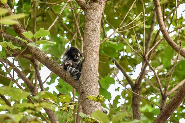 Closeup View Monkey Sitting Tree Forest — Stock Photo, Image