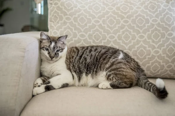 Visão Close Gato Cabelo Longo Doméstico Sofá — Fotografia de Stock