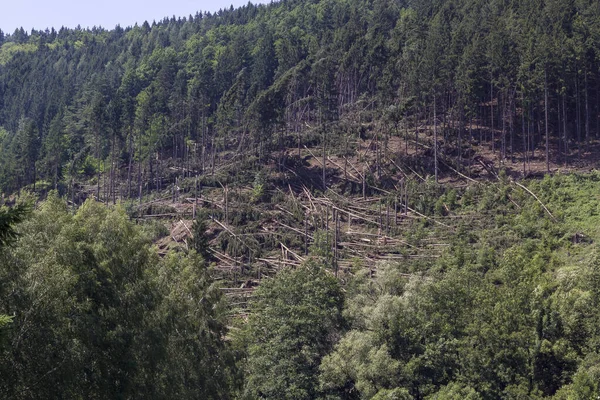 Uprooted trees - broken and fallen trees spruces in the forest, after a strong wind