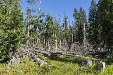 Sumava Dağı ve Çek Cumhuriyeti Almanya ve Avusturya ile sınırdır 