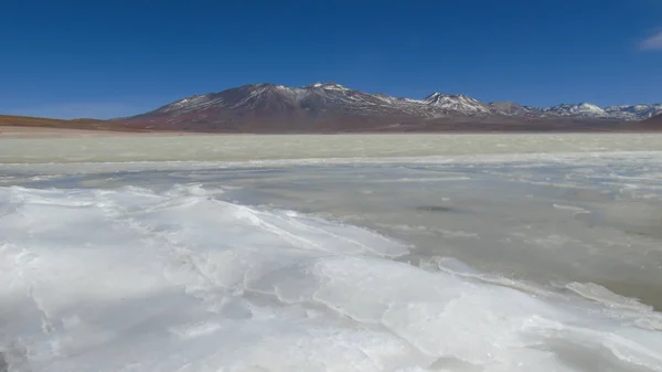 Laguna Blanca 背景是玻利维亚波托西高地的Licancabur火山 — 图库照片