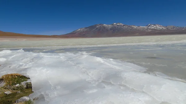 Laguna Blanca 背景是玻利维亚波托西高地的Licancabur火山 — 图库照片