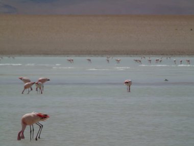 Polques kaplıcalarında flamingolar, Bolivya Potosi