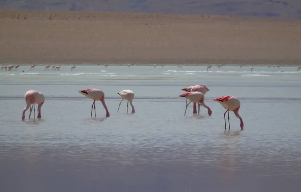 Flamencos Polques Aguas Termales Bolivia Potosí — Foto de Stock