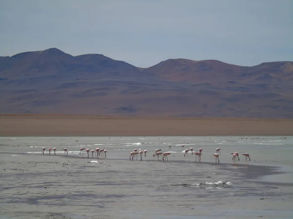 Flamingo Bolivia Bolivia — Stockfoto