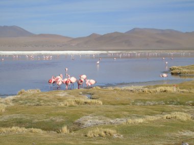 Potosi Bolivya 'daki Laguna Colorada' da pembe flamingo.