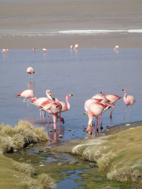 Potosi Bolivya 'daki Laguna Colorada' da pembe flamingo.