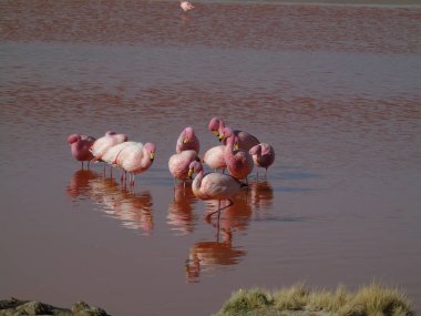 Potosi Bolivya 'daki Laguna Colorada' da pembe flamingo.