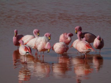 Potosi Bolivya 'daki Laguna Colorada' da pembe flamingo.