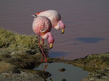Potosi Bolivya 'daki Laguna Colorada' da pembe flamingo.
