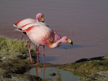 Potosi Bolivya 'daki Laguna Colorada' da pembe flamingo.