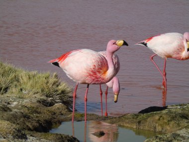 Potosi Bolivya 'daki Laguna Colorada' da pembe flamingo.