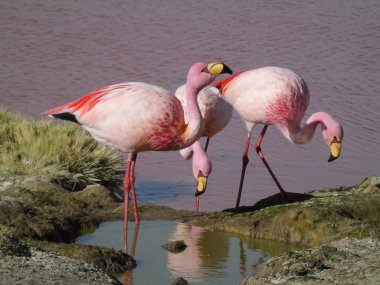 Potosi Bolivya 'daki Laguna Colorada' da pembe flamingo.