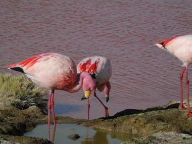 Potosi Bolivya 'daki Laguna Colorada' da pembe flamingo.