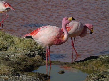 Potosi Bolivya 'daki Laguna Colorada' da pembe flamingo.