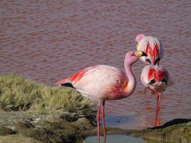 Potosi Bolivya 'daki Laguna Colorada' da pembe flamingo.