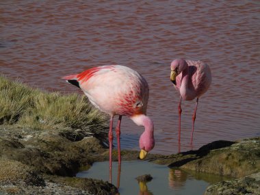 Potosi Bolivya 'daki Laguna Colorada' da pembe flamingo.