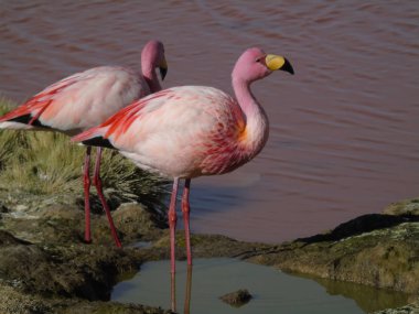Potosi Bolivya 'daki Laguna Colorada' da pembe flamingo.
