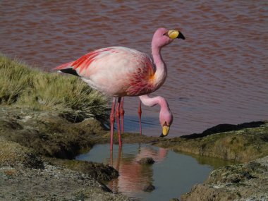 Potosi Bolivya 'daki Laguna Colorada' da pembe flamingo.